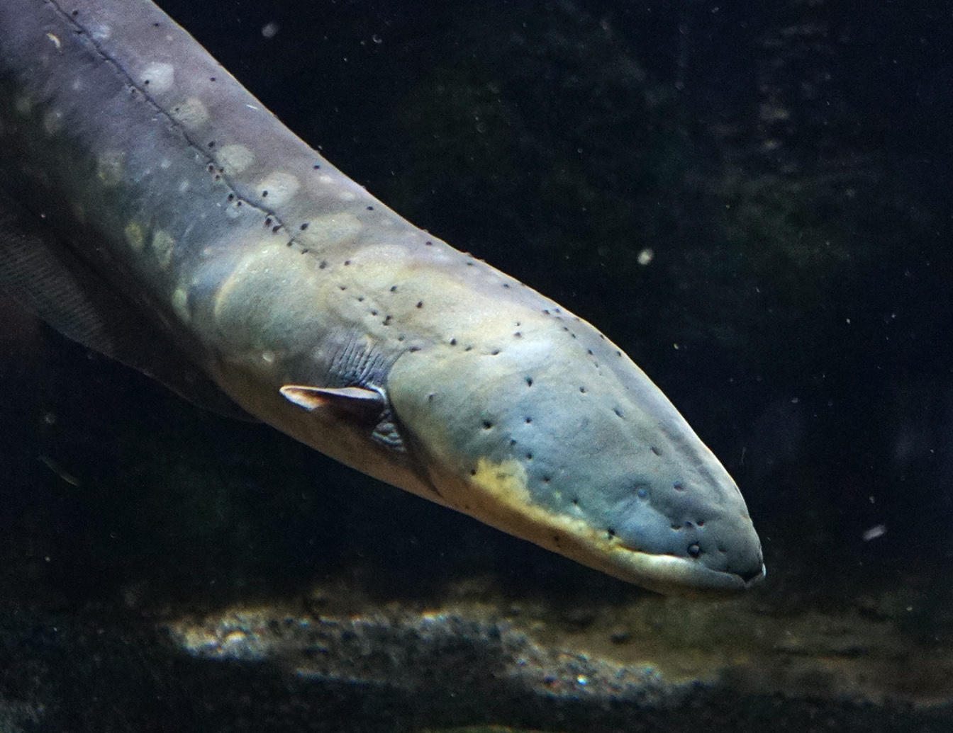 An electric eel at Särkänniemi Aquarium.